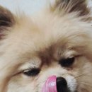 와락펫푸드 이미지