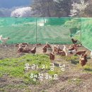 흰돌농장 네이버블로그
