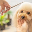 디오펫샵 이미지