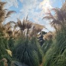 청산정원 이미지