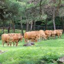 산청조섬유배합사료영농조합법인 이미지