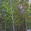 흑죽, 분죽, 검정대로도 불려지는 오죽(烏竹 black bamboo) 이미지