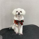 늘, 빛나개 이미지