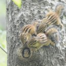 아기다람쥐 이미지