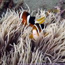 엘시엘로 | 2012.4-5 두마게티 &amp; 보홀 다이빙트립 후기 2. 두마게티 (피플/엘시엘로리조트 &amp; 다이빙 정보)