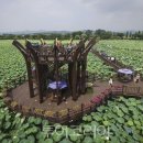 회산백련지 이미지