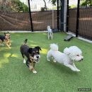 딩동댕댕 애견유치원 이미지