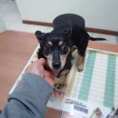 두산동물병원 이미지