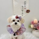 포프리티 이미지