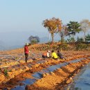 할머니농박 이미지