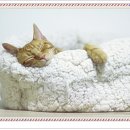 염 의 서 원 이미지