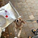 덕비네수제간식 이미지