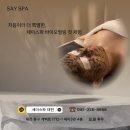 세이백화점 앞 | 대전 세이백화점 세이스파 스킨케어 &amp; 바이오필링 후기 დ