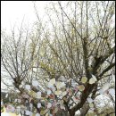 산수유 연인의길 이미지