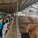 알밤한우 이미지