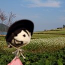 [장흥여행]가을 메밀꽃 만발한 천년학의 고향 장흥선학동 마을 이미지