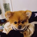 몽띠끄펫 이미지