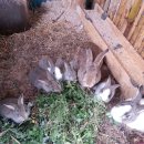 샘물농장 이미지