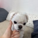 강아지 나라 이미지
