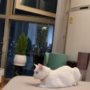 삐삐그루밍 이미지