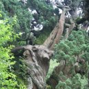 세상에서 가장 진귀한 나무 ☞쌍향수...(현)송광사에 생존... 이미지
