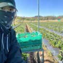 비자농장 이미지