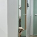 데려오개 이미지