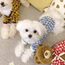 멍's 톡톡 이미지