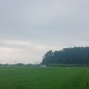 차반경로당 Daum카페