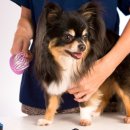 예가애견 이미지