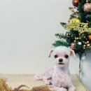 엘로이펫(L.ROYpet) 네이버블로그