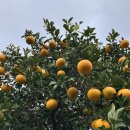 북성로범물농장가든 | #18. 뚜벅이들의 제주여행기 (3) - 북쪽코스, 제주귤체험 -