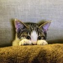 맑은 동물병원 이미지