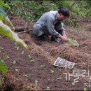 쭉쟁이 배추와 맞짱을 뜬지 4년, 희망이 보인다. 이미지