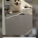 NIL | [Swift UIKit] 유저 사용성을 고려한 UI의 재설계 과정 (드롭 다운 버튼)