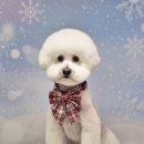 무아몽 해운대 강아지 애견미용 이미지