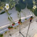 달콤농장 | 동탄 딸기체험 지초농원 달콤딸기 농장 후기 | 22개월 아기랑 가볼만한곳 솔직 리뷰 (수원 화성)