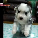 사교농장 이미지