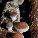 농선농장 이미지