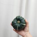 호박 - 울주군 온양로 162-10 | 해남 밤호박 내돈내산 후기- 단호박 찌는 법, 전자레인지 조리법, 수확 시기, 보관 방법
