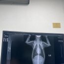 용산동물의료센터 | [더힐동물의료센터] 암컷 복강경 중성화 후기