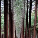 갈모봉산림욕장 이미지