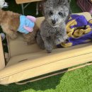 도그 프렌즈 이미지