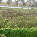 호계천변 이미지