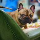 ZANYCAMP(재니캠프) 이미지