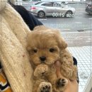 광주강아지분양 애견분양 마마스미독 광주점 | 광주강아지분양 마마스미독 애견샵 광주봉선점 광주 애견분양 사랑스러운 내 새끼