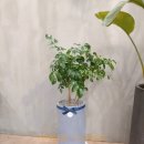 사파동379 이미지