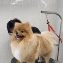 땡큐 베리 도그 이미지