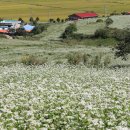 하얀천국 이미지