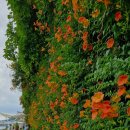 뚝섬한강공원-28 이미지